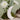 Grace Bloom -  Odd Flower Shop.