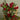 Saffron Garden -  Odd Flower Shop.