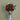 Velvet Petals -  Odd Flower Shop.