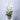 white orchid