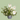 Queen Anne's lace -  Odd Flower Shop.