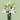 White Bloom -  Odd Flower Shop.