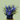 Summer Blue -  Odd Flower Shop.
