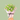 Pink Tulip Farm -  Odd Flower Shop.