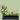 Perfect -  Odd Flower Shop.