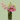 Florida Pink -  Odd Flower Shop.
