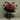 Promise Bloom -  Odd Flower Shop.