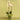 White orchid