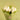 White tulips