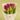 Purple Tulip