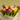 Mixed Colorful Tulips