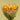 Citrus Sunset Rose Bouquet | 25 Roses