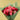Ruby Fuchsia Rose Bouquet