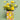 Yellow Petals -  Odd Flower Shop.