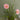 Soft Bloom Affair -  Odd Flower Shop.