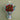 Velvet Petals -  Odd Flower Shop.